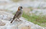 Speckle-fronted Weaver